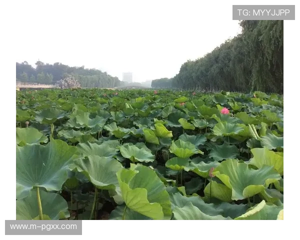 PG娱乐登录娱乐平台推动行业创新，打造绿色安全的线上娱乐新生态